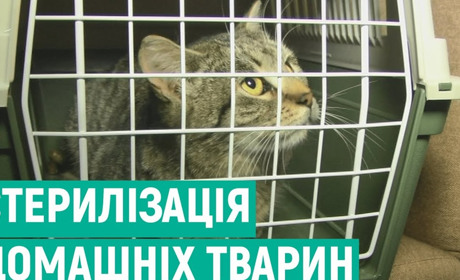 У Мені відловлюватимуть собак для стерилізації