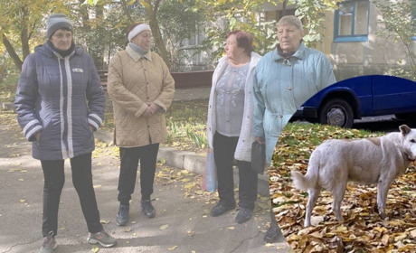 Хтось підгодовує, інші бояться: у Жовтих Водах знову загострилася проблема безпритульних собак
