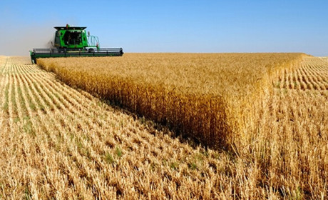 В Україні прогнозують зростання цін на овочі, але врожай зернових рекордний