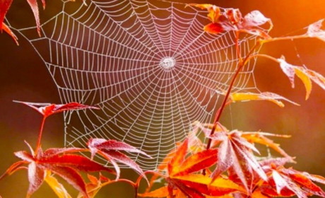 Очікується “бабине літо”: синоптик назвав дату потепління