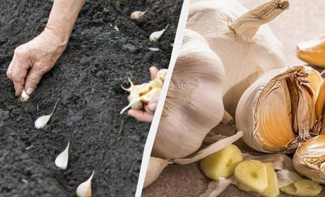 Коли садити часник під зиму 2025: сприятливі дні та секрети врожаю