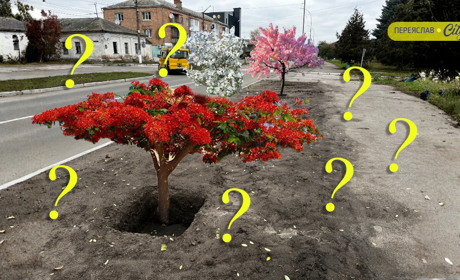 Куди посадять екзотичні дерева в Переяславі: їх купили на 1,8 млн для парку, але ділянка під арештом