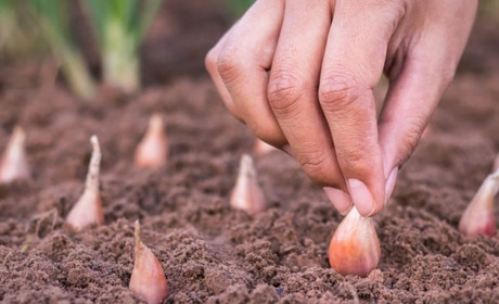 Як і коли садити цибулю під зиму 2025: кращі сорти та технологія