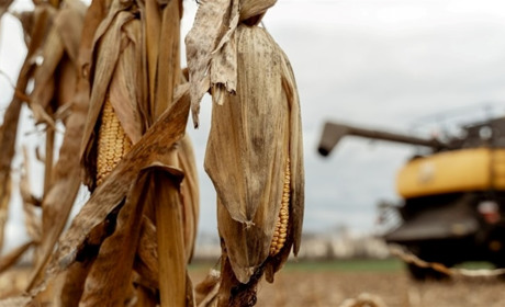 Жнива на фінішній прямій: на Черкащині зібрали понад половину зернових