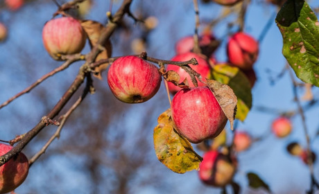 Посівний календар на листопад 2025: садимо часник, цибулю та моркву