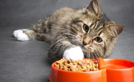 Як підібрати корм для кота з особливими потребами