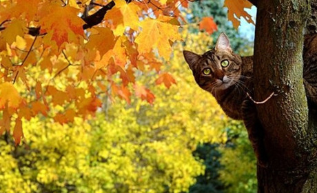 Погода на лівобережжі Херсонщини з 26 по 28 жовтня: прогноз Українського гідрометеоцентру