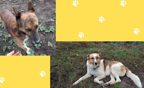 Після втрати господаря — самі на вулиці. Тепер вони шукають дім і люблячих людей