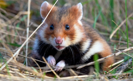 А вам доводилося бачити такого звіра? Це гризун із природоохоронним статусом