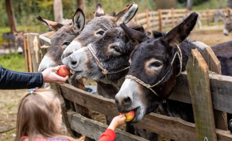 Шукають звірівників із зарплатою 30 тисяч гривень на Переяславщині: актуальні вакансії
