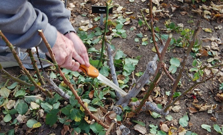 Місячний посівний календар на листопад 2025 року: сприятливі дні для посадки й підживлення