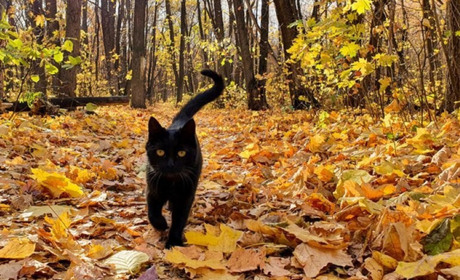 Погода на лівобережжі Херсонщини з 29 по 31 жовтня: прогноз Українського гідрометеоцентру