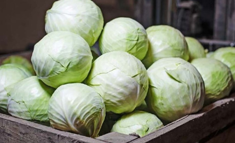 Як зберегти капусту свіжою до весни: простий спосіб без холодильника