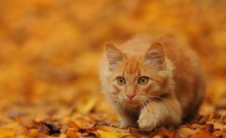 Погода на лівобережжі Херсонщини з 2 по 4 листопада: прогноз Українського гідрометеоцентру