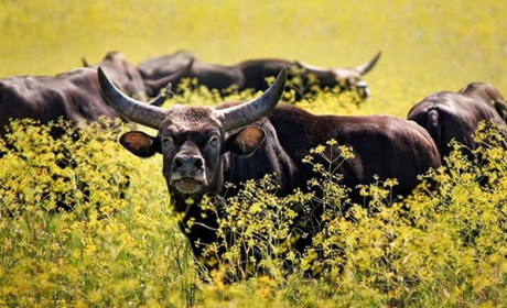 3 листопада: Міжнародний день біосферних заповідників, Всесвітній день медузи та інші свята, події