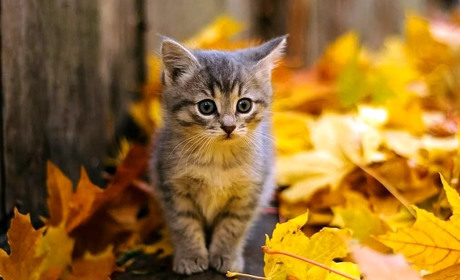 Погода на лівобережжі Херсонщини з 5 по 7 листопада: прогноз Українського гідрометеоцентру