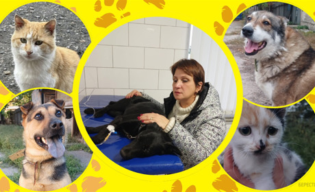 Директорка «Ніки» про жорстокість до тварин, відповідальність та порятунок