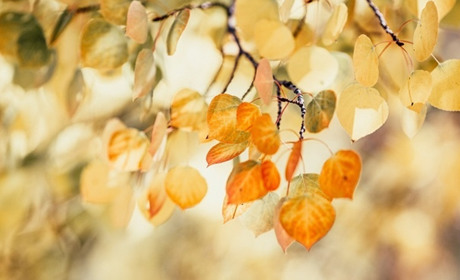 Учителька з Лемешівки стала переможницею конкурсу «Освітянська рима»