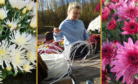 Господиня «царства» хризантем у Шманьківчиках на Чортківщині ще й ладнає квітам «вдяганки»