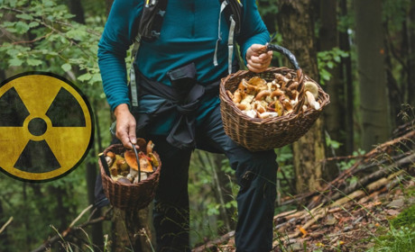 У Шосткинському районі зафіксували найвищий рівень радіації у грибах: яких саме