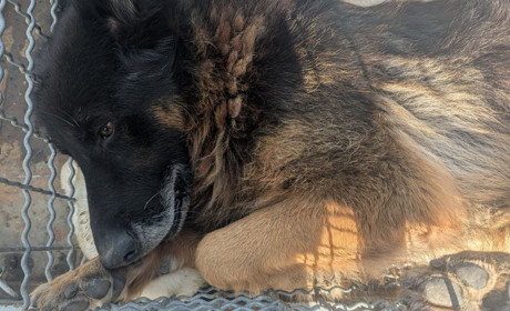 Пункт для тварин у Південноукраїнську тріщить по швах: працюють лише двоє, а собак - понад дві сотні