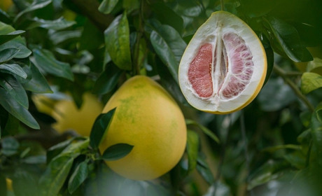 Вишукані та корисні страви з помело: пікантний салат, пиріг та цукати