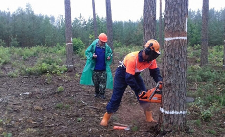 Шукають вальника лісу на зарплату 20 тисяч гривень: вакансії на Переяславщині від Центру зайнятості
