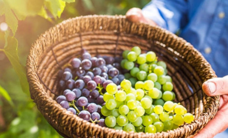 9 листопада: День виноградарів, виноробів та садівників України та інші свята, події, дати