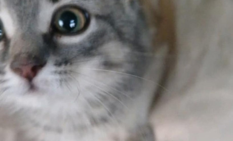 Забери пухнастого друга додому: тваринки, які хочуть зустріти зиму в люблячій родині