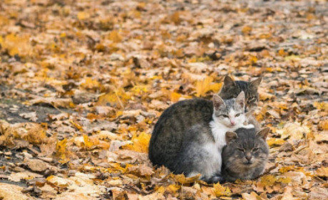 Погода на лівобережжі Херсонщини з 12 по 14 листопада: прогноз Українського гідрометеоцентру