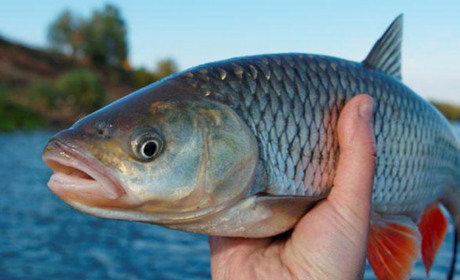 Вперше в Україні: на Київщині Канівське водосховище зарибили за кошти риболовецьких аукціонів