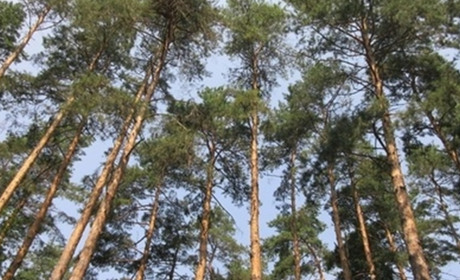 Радіаційний стан навколо Хмельницької АЕС за минулий тиждень