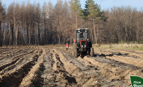 На Полтавщині відновлюють ліси після пожеж: висаджено понад 137 гектарів