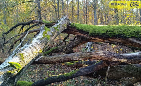 «Дрова в лісі гниють, а людям узяти не можна»: депутати про можливість заготівлі сухостою населенням
