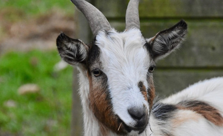 На Одещині жінка загинула на коліях, намагаючись врятувати козу