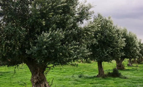 26 листопада: Всесвітній день оливкового дерева, День боротьби з ожирінням та інші свята, події