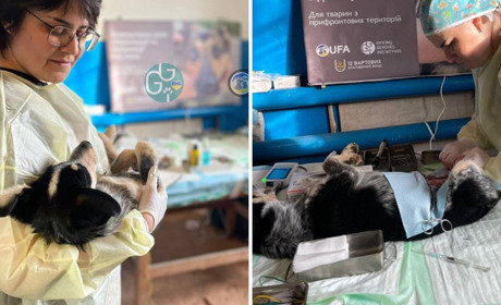 У Глухові простерилізували сотню безхатніх тварин