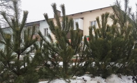 Скільки коштуватимуть новорічні деревця у філіях Слобожанського лісового офісу