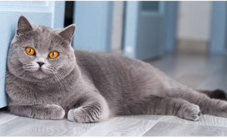 Породи сірих котів та риси їхнього характеру