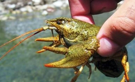 Заборона на вилов раків у Черкаській області: що потрібно знати