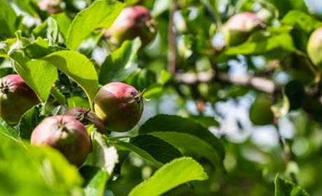 Догляд за яблунею восени: корисні поради