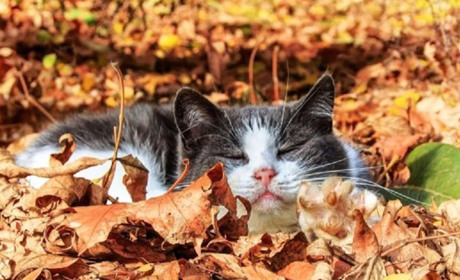 Погода на лівобережжі Херсонщини з 29 листопада по 1 грудня: прогноз Українського гідрометеоцентру