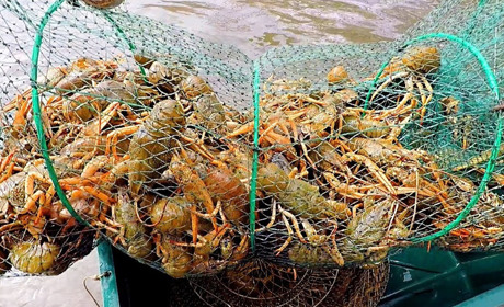 В Одеській області заборонили ловити раки до літа 2026 року