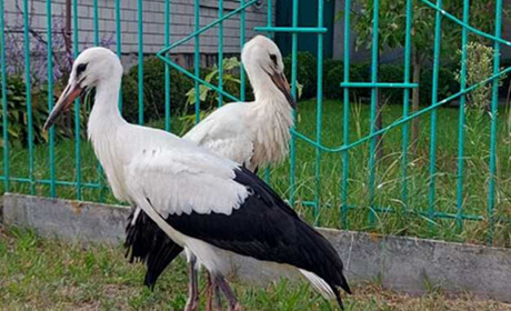Один лелека вибрав небо, інший залишився на землі. Реальна історія, що сталася в Корюківці