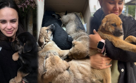 Ланцюжок добра: як волонтерки із Кагарлика рятували цуценят фронтової собаки