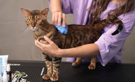 Догляд за улюбленцями вдома: безкоштовний онлайн-курс з грумінгу доступний для всіх