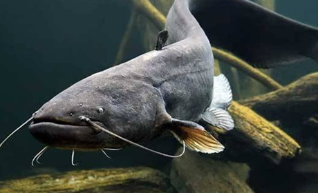 На Чернігівщині водиться найбільша в Європі прісноводна риба