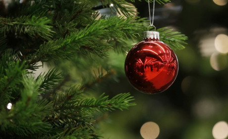 ДП «Ліси України» розпочало продаж різдвяних ялинок. Де можна придбати на Гадяччині