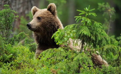 4 грудня: Всесвітній день охорони дикої природи, Міжнародний день банків та інші свята, події, дати