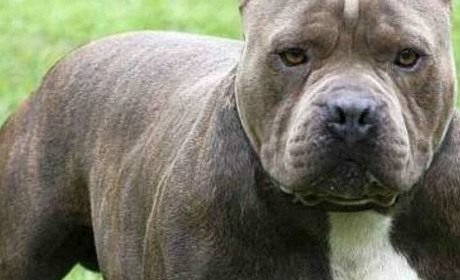 У Полтаві собака напав на поліцейських, тварину на правоохоронців спустив її господар